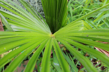 Fototapeta na wymiar leaves of a green palm tree in the garden