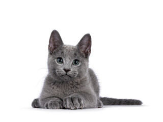 Russian Blue kitten on white background