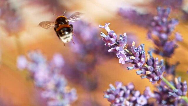 Bee flying into lavender blossom, gathering pollen, macro shot. Filmed on high speed cinema camera, 1000fps.