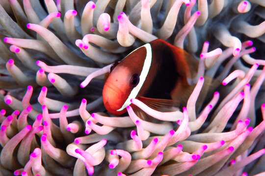 Tomato anemonefish, Amphiprion frenatus, also known as blackback anemonefish 