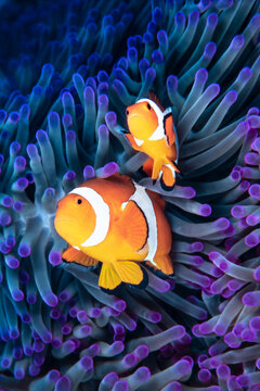 Clownfish Couple, Amphiprion Ocellaris