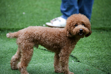 little brown poodle on the grass. Pets in the dog park. Cute dogs are like toys and adorable
