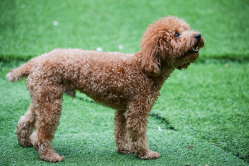 Poodle portrait. Attentive seven month old poodle in synthetic grass dog park
