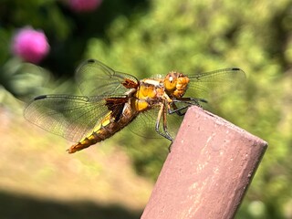 wazka, insekt, charakter, makro, zwierzak, bugów, fruwać, skrzydła, zieleń, dzika natura, bliska, ważki równoskrzydłe, skrzydła, dragon, bliska, lato, insekt, fauna, gras, zółty, flying,  © Szymon