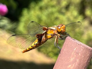 wazka, insekt, charakter, makro, zwierzak, bugów, fruwać, skrzydła, zieleń, dzika natura, bliska, ważki równoskrzydłe, skrzydła, dragon, bliska, lato, insekt, fauna, gras, zółty, flying,  © Szymon