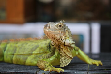The green iguana, also known as the American iguana, is a large, arboreal, mostly herbivorous species of lizard of the genus Iguana. His body is strong and his eyes are sharp.
