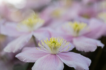 close up of a pink flower