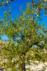 Olives on olive tree. Season nature
