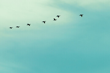 Birds flying over sky