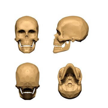  3D-image of the skull structure.