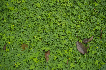 Green grass and dry leaves