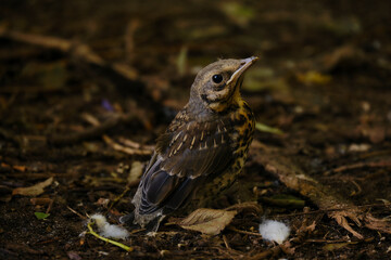 The chick fieldfare In the forest on the ground. Park. Bird.