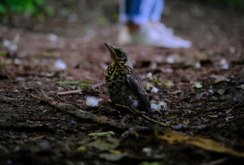 The chick fieldfare In the forest on the ground. Park. Bird.