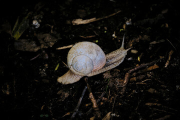 white snail slowly crawls on the ground in the forest