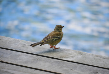 Ortolan bunting. Park. Bird.