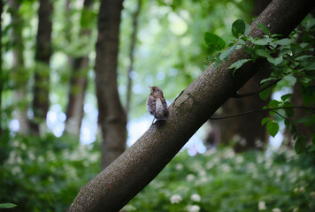The chick fieldfare In the forest on the ground. Park. Bird.