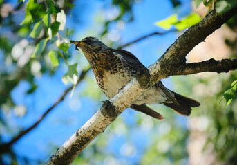 Fieldfare bird has a worm in its beak. Sitting on a branch.