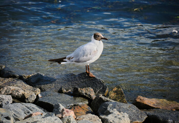 Seagull on the river bank among the stones