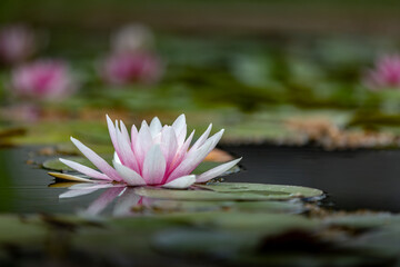 Einzelne Seerose (Nymphea) im Teich - obrazy, fototapety, plakaty