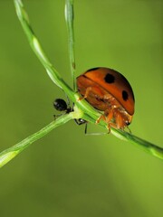 close-up of laddybugs on the plants