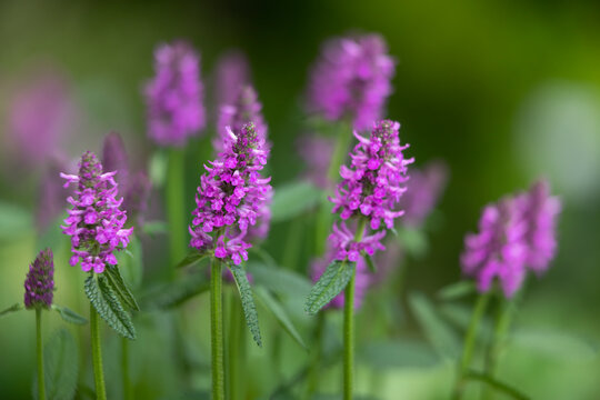 Dichtbl&uuml;tiger Ziest (Stachys monnieri) im Garten