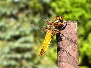 cipa, zwierzak, domowych, bystra, kociak, felino, domowy, futro, augen, kocica, portret, cipa, domowych, ssak, gras, grej, jardin, młoda, zwierzak, glow, braun, patrząc, 