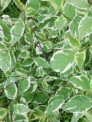Obraz premium green leaves in summer 