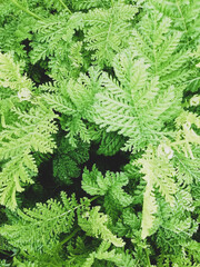 green leaves in summer 