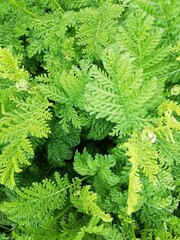 green leaves in summer 