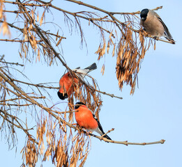 The bullfinch is the only European bird that can feed on ash seeds in winter.