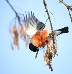 The bullfinch is the only European bird that can feed on ash seeds in winter.
