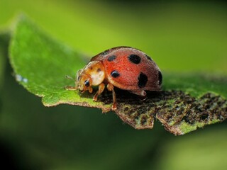 close-up of laddybugs on the plants