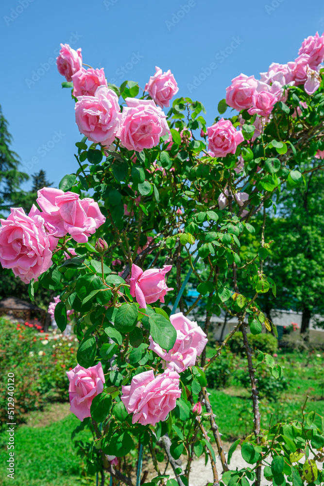 Sticker Arch of beautiful blossom pink roses flower against blue sky at sunny summer day. Gardening, floristry, landscaping concept. Wedding design.