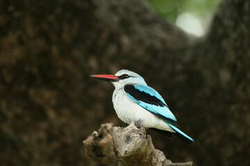 Obraz premium Woodland Kingfisher, Kruger National Park, South Africa
