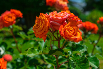 Lush bush of orange roses, beautiful blossom flowers at sunny summer day. Gardening, floristry, landscaping concept. For covers, postcards, copy space