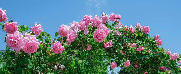 Arch of beautiful blossom pink roses flower against blue sky at sunny summer day. Gardening, floristry, landscaping concept. Wedding design.
