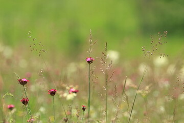 Meadow plants, flowers and grass at beautiful sunny day