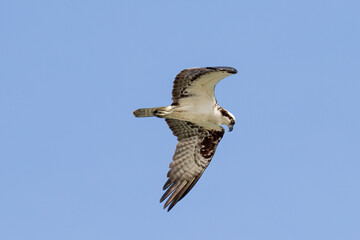 osprey in flight