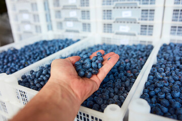 Freshly harvested blueberries in a fruit crate with men's hand inspecting the quality.