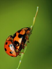 close-up of laddybugs on the plants