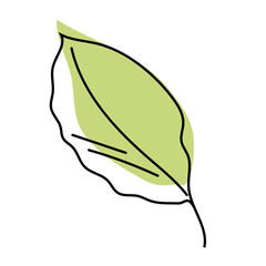 Green beech leaf isolated on white background. Leaves in linear art with the addition of colored spots. Vector illustration.