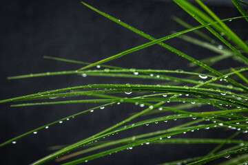 background wallpaper green grass with dew morning nature freshness 