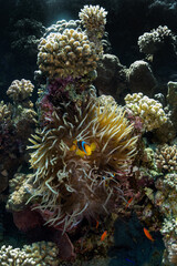 Naklejka na ściany i meble colored coral reef and anemone fish in the sea