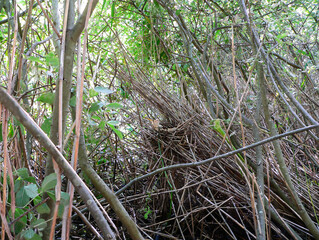 Little bittern nests in dense thickets of willow and reeds along the shores of small reservoirs