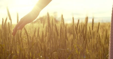 Woman going across the wheat field. Female farmer hands to sides runs across the wheat field