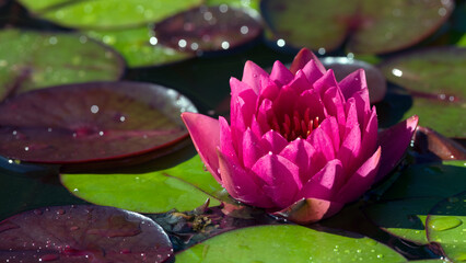 Seerose © C. Schüßler