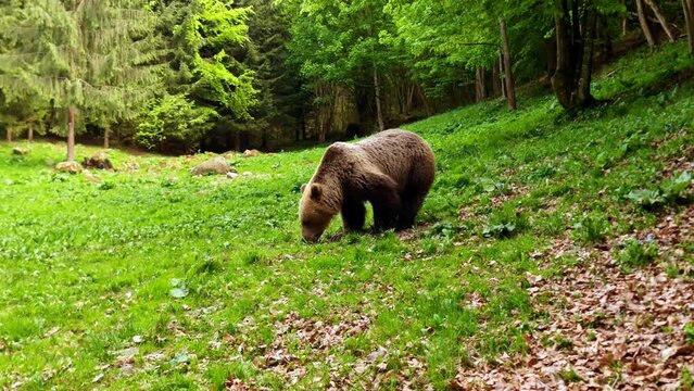 Carpathian bear in the wild liking some food