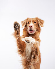 dog waving its paws on a white background, in the studio. Funny Nova Scotia Duck Retriever, toller