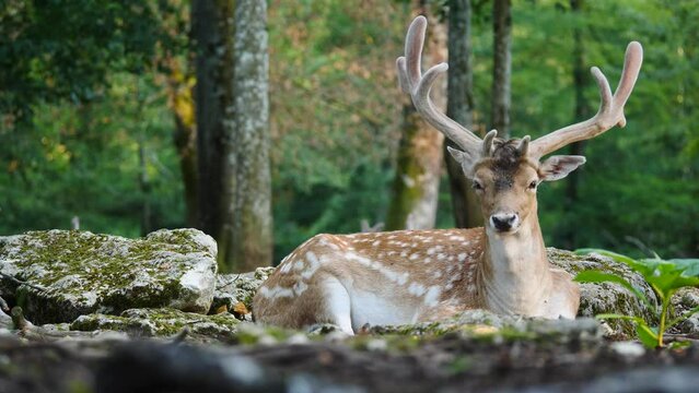 Male fallow deer, buck with antlers in natural environment. Deer Dama dama. Vision Park in Auberive region, France. Slow motion