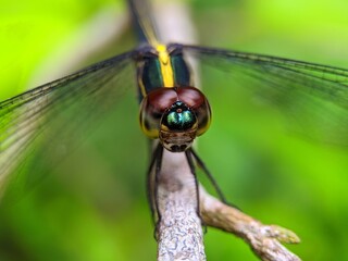 close up of a dragonfly